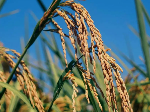 Bayer expands its direct seeded rice program to over 2 lakh acres in 2026