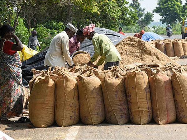 Kuruvai paddy harvest nears completion in Madurai; 20,000 tonnes procured so far