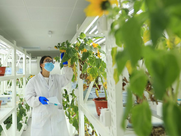 China emerges as a global leader in seed industry innovation