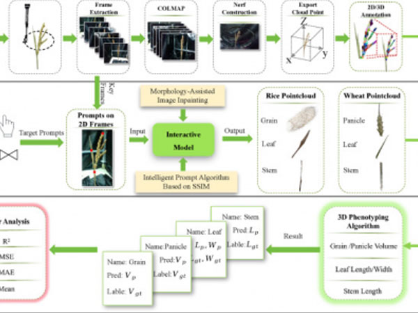 New AI-Powered 3D Tool Enables Fast, Label-Free Phenotyping in Rice and Wheat