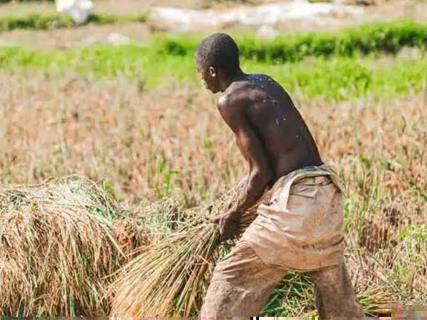 Scientists advance clonal hybrid rice to transform grain production