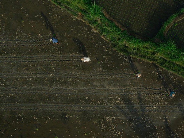 How I'm helping rice farmers in India harness the power of fungi in soil