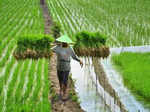 Minister Targets 101,000 Hectares of New Rice Fields
