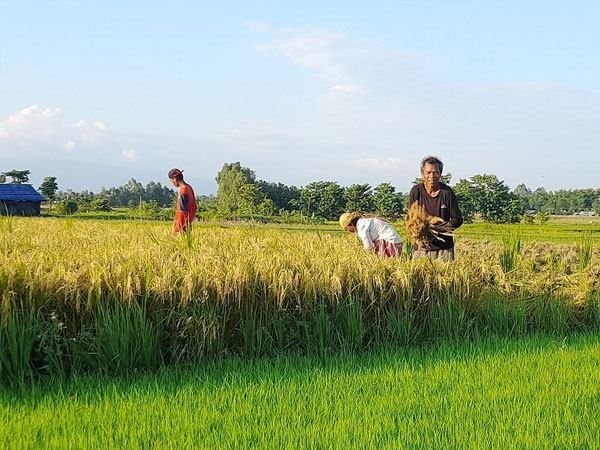 Recent Rainfall Boosts Prospects for Boro Rice Cultivation Amidst Declining Monsoon Paddy Output