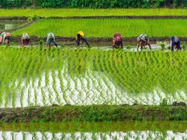 Rising heat and pollution threaten rice production in northern states, Bengal stable