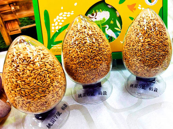 Taoyuan agriculture office touts new rice varieties
