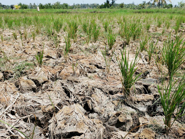 A severe El Niño could threaten something essential to half of humanity – rice