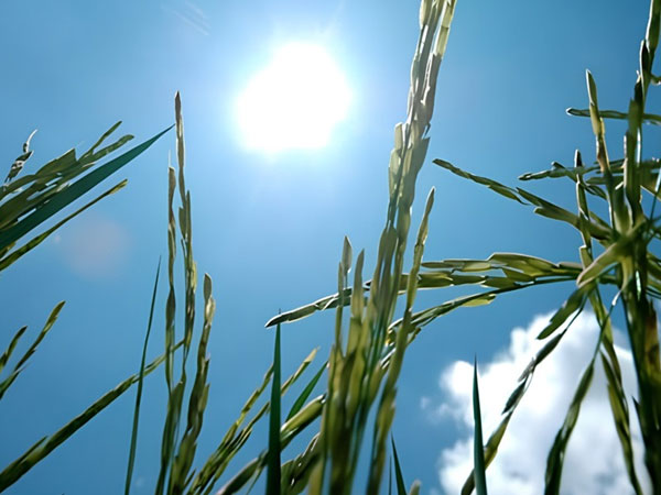 IRRI and NARO scientists discovered new gene to help rice escape heat and protect yields
