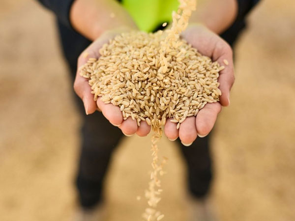 Nice Rice kicks off exports in deregulated NSW market