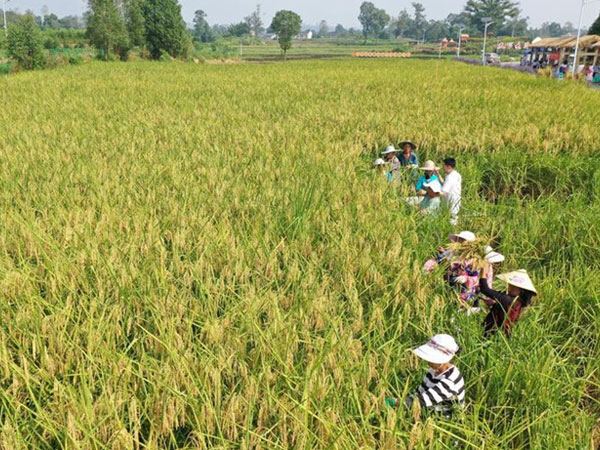 Chinese researchers achieve breakthrough in hybrid rice cloning