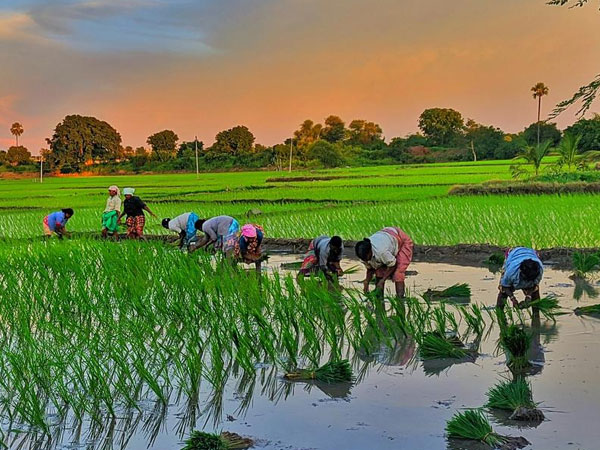 India’s rice fields now rank among world’s top methane hotspots