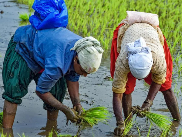 IREF in pact with S&P Global Energy to study El Nino impact on global rice market
