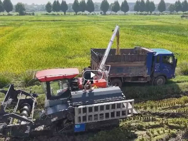 China's early rice output stable for 6th straight year despite extreme weather
