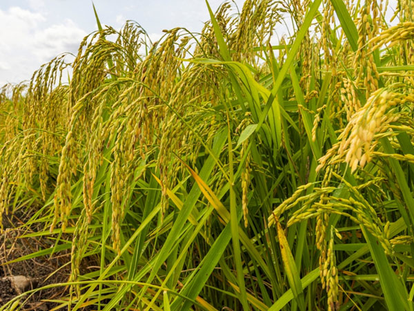 Chinese scientists find a way to boost rice yields while shortening growth cycle