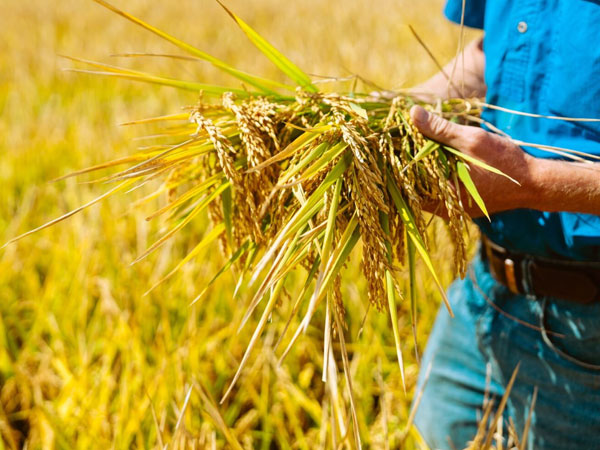New plan puts productivity and profitability at the centre of Australian rice RD&E