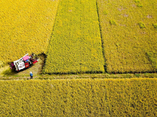 Chinese research team may have cracked secret to crossbreeding Asian and African rice