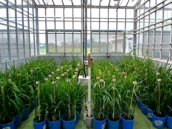IRRI, Nottingham scientists join forces to develop rice that can withstand rising temperatures