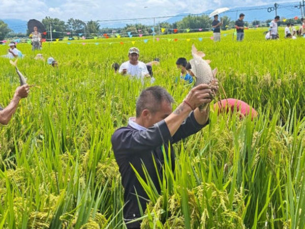 Yunnan's rice fields become stages for culture and discovery