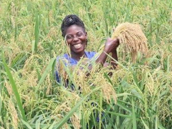 Ethiopia Secures $2.3 Million Japan Grant to Mechanise Rice Sector