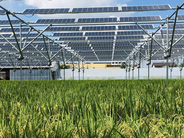 New multi-modeling approach can predict rice yield in agrivoltaics