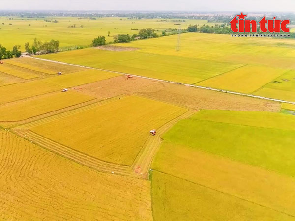 One-million-hectare high-quality, low-emission rice project changes mindset of producers