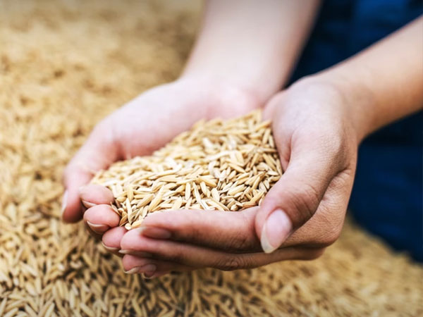 TDRI warns of potential issues with Thailand's 3 million-tonne rice absorption scheme