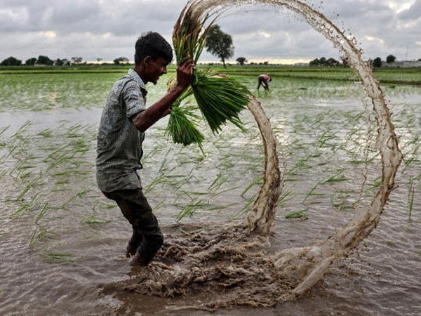 From wheat aid receiver to rice exporter, how India flipped the US script