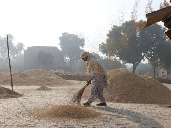 India says no dumping in premium basmati rice exports to US