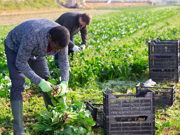 LT Foods, KRBL shares fall up to 7% after US President Donald Trump threatens fresh rice tariffs