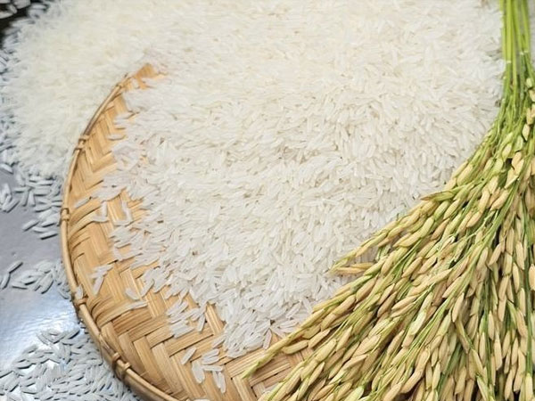 Cambodia Earns $602.41 Million From Exported Milled Rice in 2025