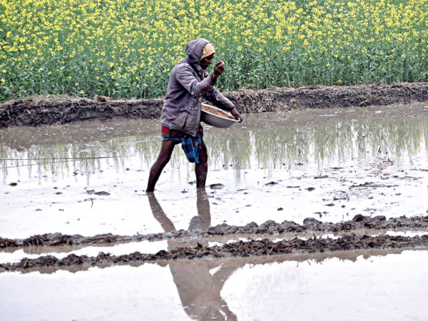 A war we did not start is coming for our rice fields