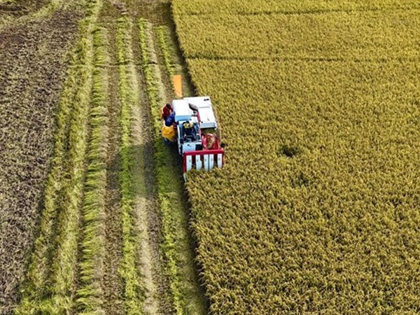 Promoting high-quality rice exports amid mounting challenges