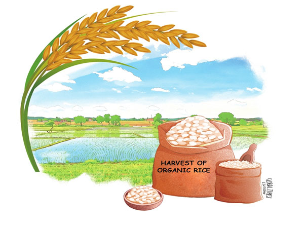 Premium rice grains shed light on China’s expanding organic consumption