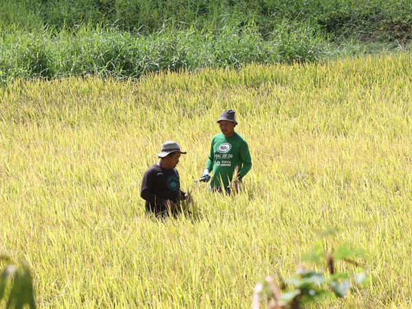 El Niño, Iran war impact seen slashing PH, Asia rice yields