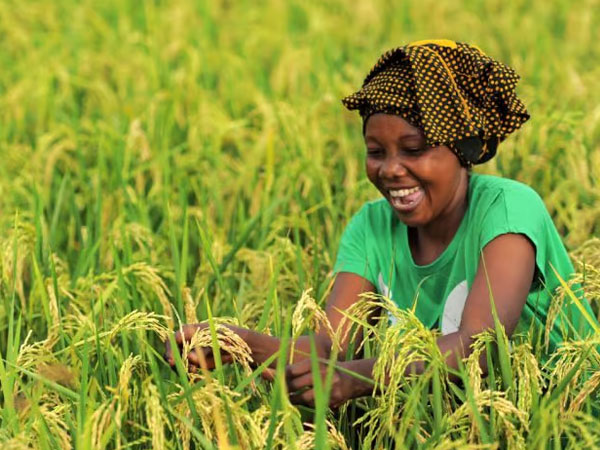 Africa set to defy global rice output decline in 2026/27, says FAO