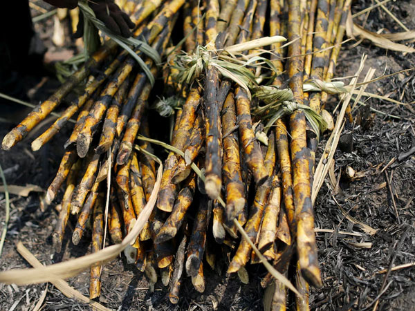 Hot weather hurts Asian crops as powerful El Nino takes shape