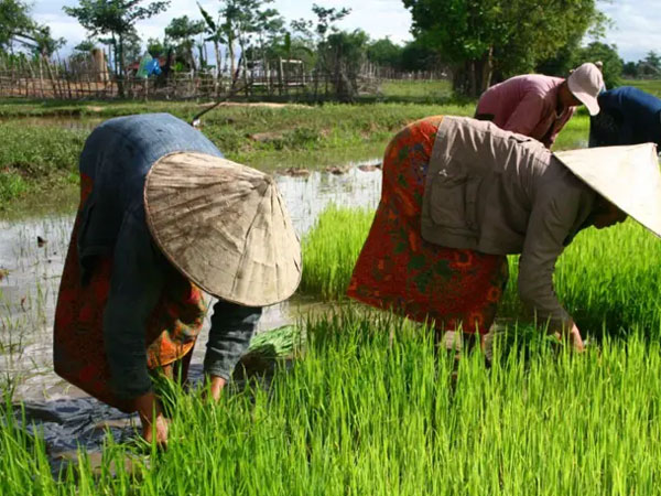 Laos mulls sustainable rice cultivation methods