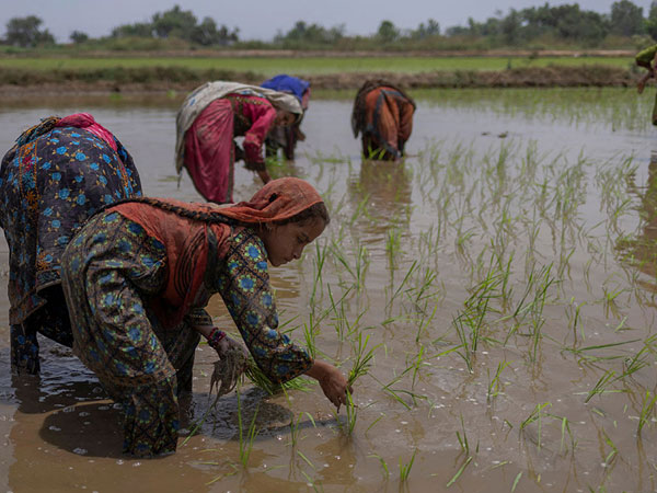 Pakistan offering to supply up to one million MT of rice via G2G deal