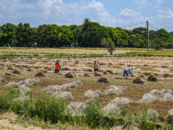 Why PH must diversify diets amid El Niño and global shocks
