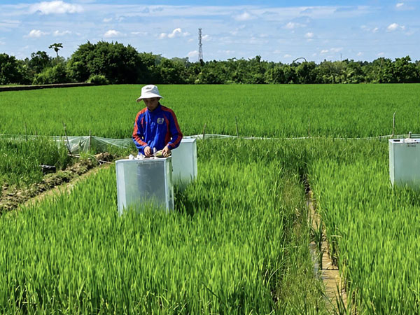 Japanese rice trials show promise in Vietnam’s Mekong Delta