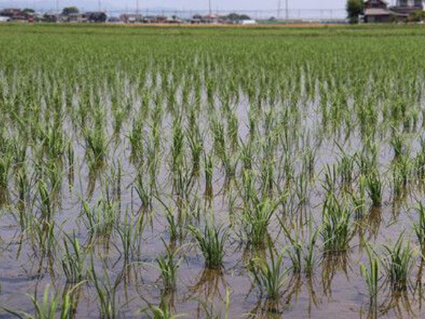 Japan's New Rice Prices Seen Falling after 2-Year Rise