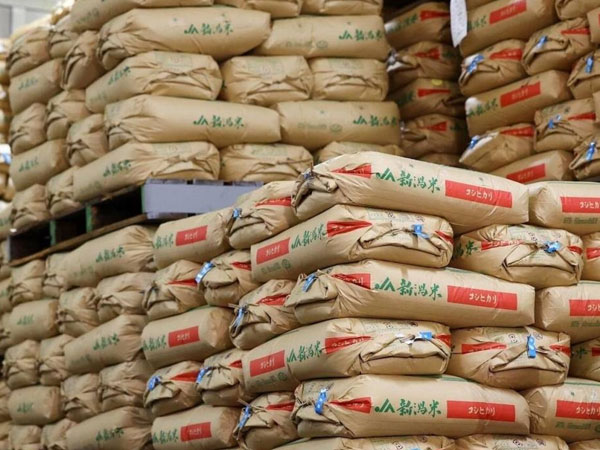 Japan’s rice surplus pushes prices lower