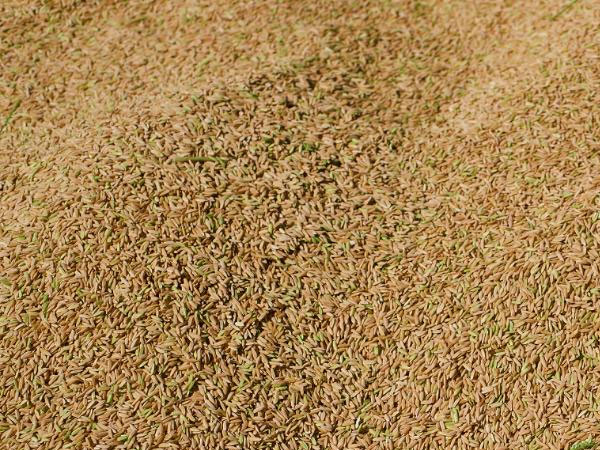 NFA raises palay buying price, halts entry of rice imports in Iloilo