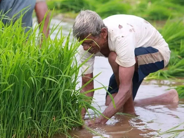 Rationalise rice policies