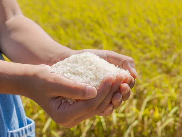 Soaring Rice Prices in Japan Led to Massive Spike in Private Imports in 2025