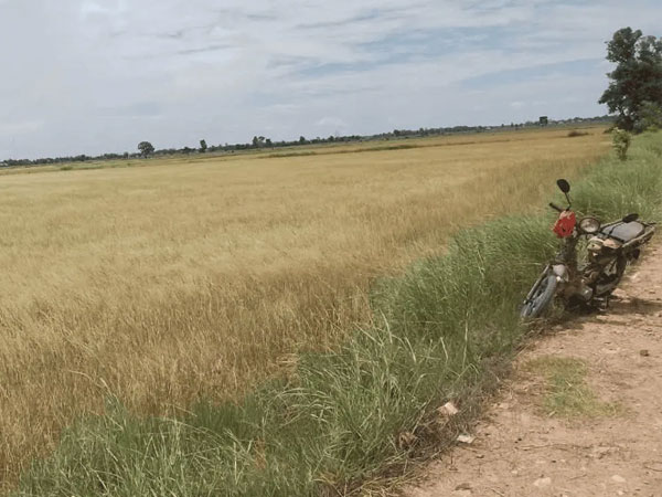 Water resources ministry issues drought warning for dry-season rice as El Niño effects roll on