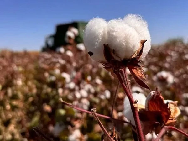 Wheat, rice, cotton prices rise amid climate and geopolitical risks