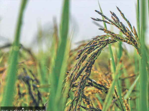 Nepal is growing more rice but losing indigenous varieties
