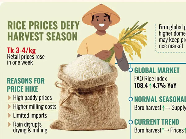 Rice prices rise despite Boro harvest