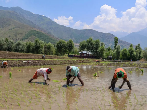 Why rice crops could be in for a weird year